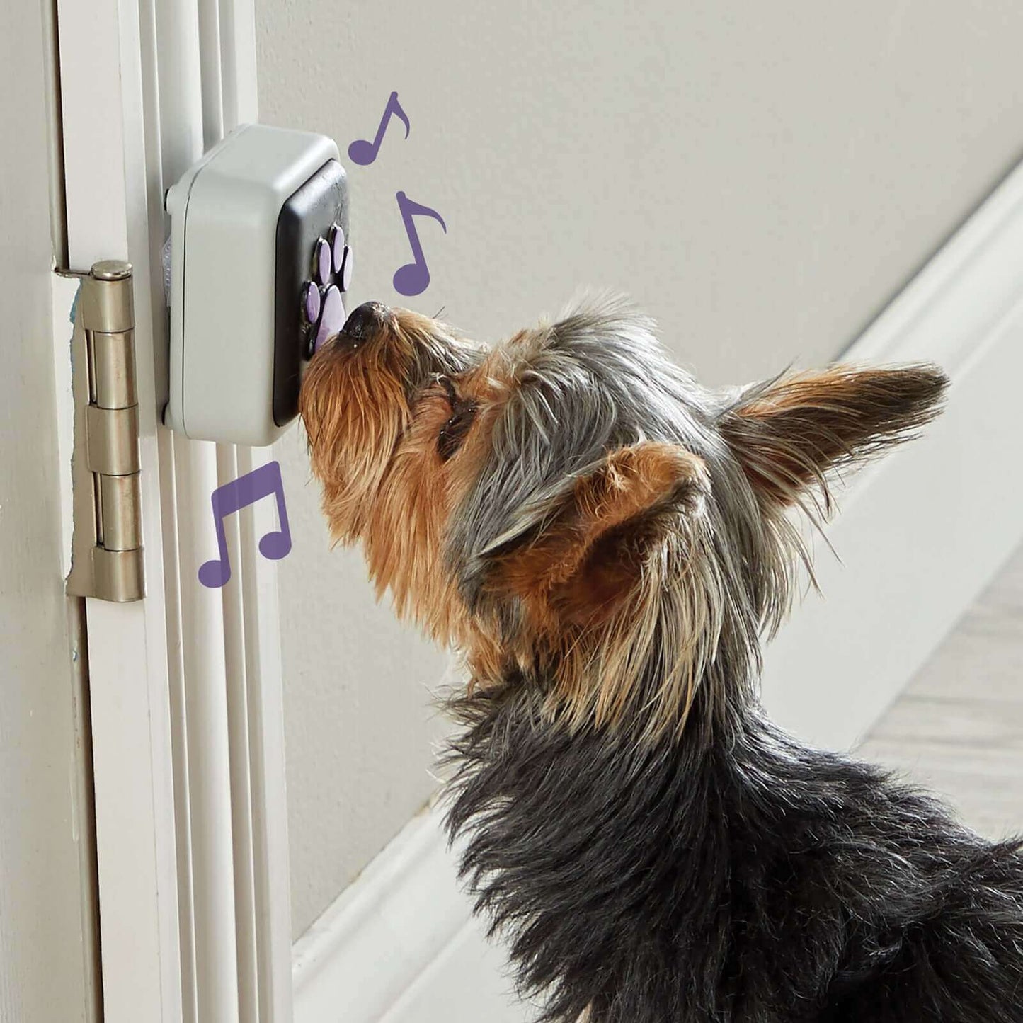 Yorkie presses Talking Pet Button on wall emitting music notes.