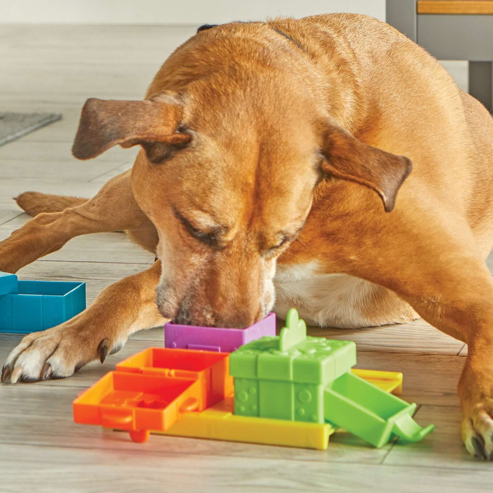 Dog enjoying Brightkins Surprise Party! Jutalomfalat Puzzle, solving colorful treat-filled compartments