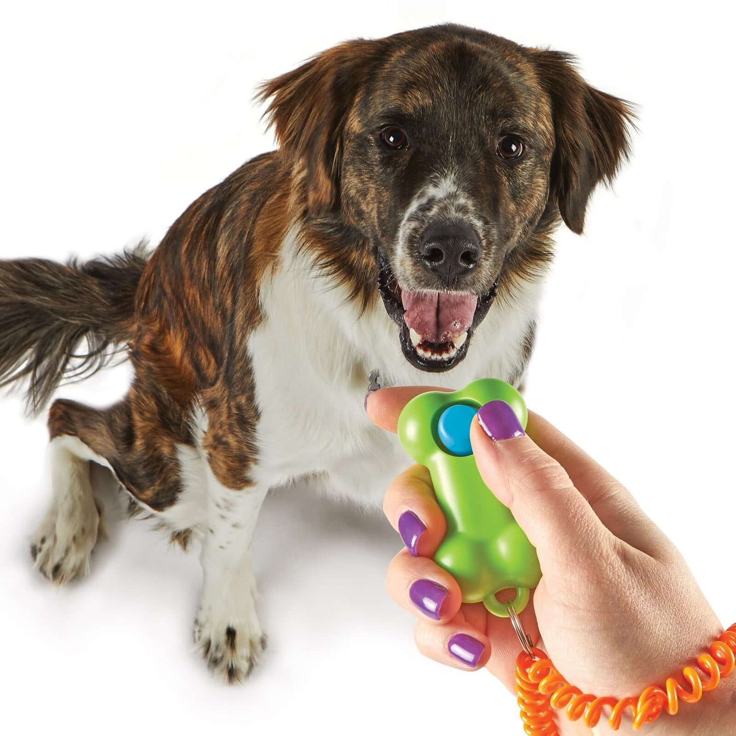 Person holding Brightkins Kutyakiképző Klikker - Csont, training a happy dog.