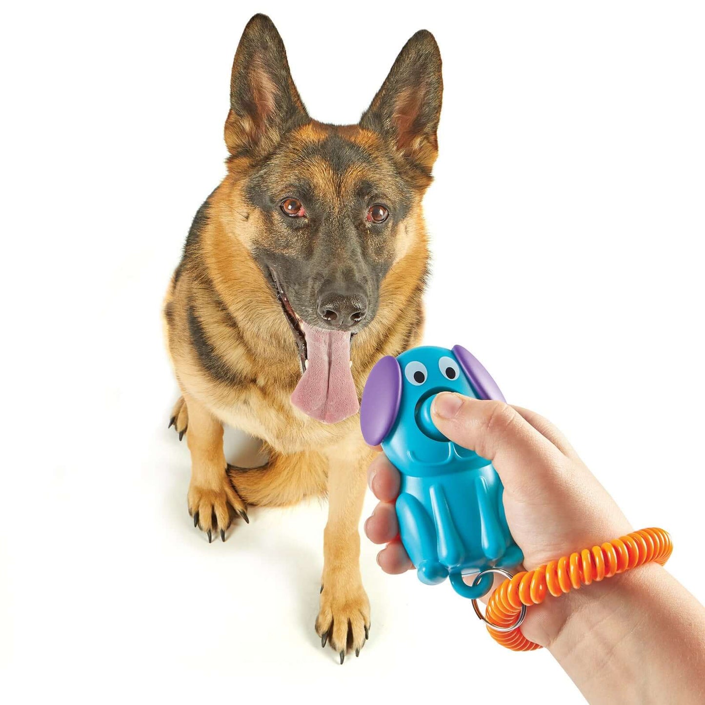 A dog attentively looks at a hand holding a Brightkins Kutyakiképző Klikker - Kutyus, a bone-shaped dog training clicker.