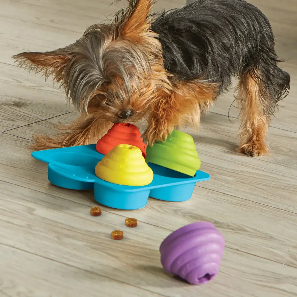 Yorkie playing with Brightkins Cupcake Party! Jutalomfalat Puzzle interactive dog toy with hidden treats.